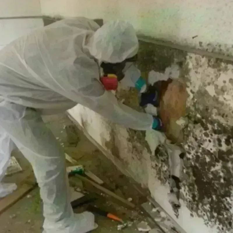 Mold Remediation and Removal in Fowlerville, MI